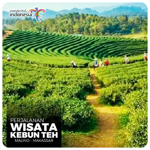Kebun Teh